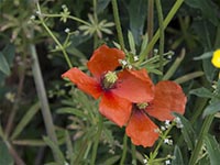 Mohn, Saat-